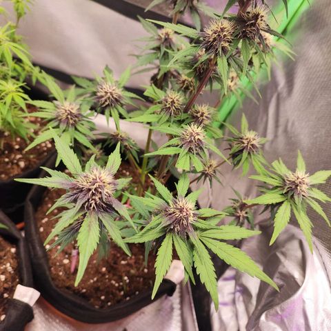 Fast buds # Purple Lemonade growlog timeline photo