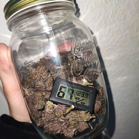 Fast buds # Purple Lemonade growlog timeline photo