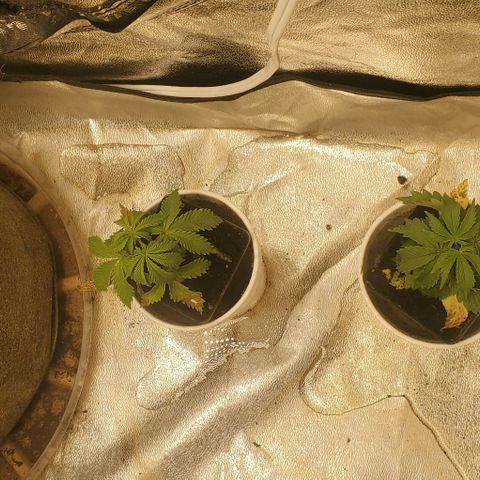 Unknown strain growlog timeline photo