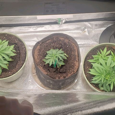 Unknown strain growlog timeline photo