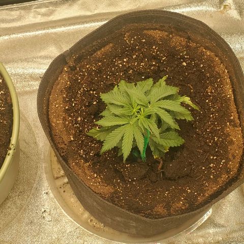 Unknown strain growlog timeline photo