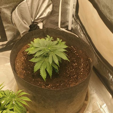 Unknown strain growlog timeline photo