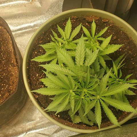 Unknown strain growlog timeline photo