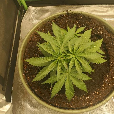 Unknown strain growlog timeline photo