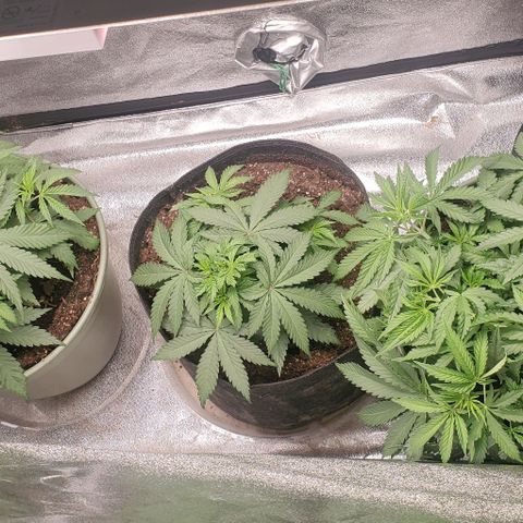 Unknown strain growlog timeline photo