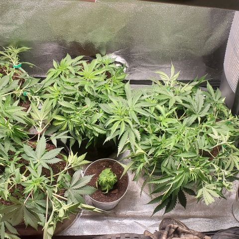 Unknown strain growlog timeline photo