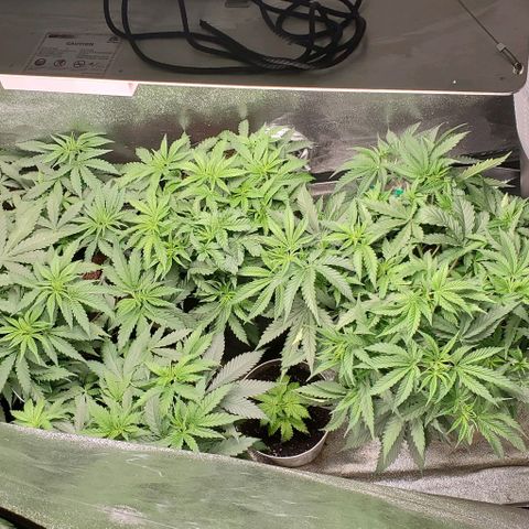 Unknown strain growlog timeline photo