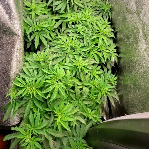Unknown strain growlog timeline photo