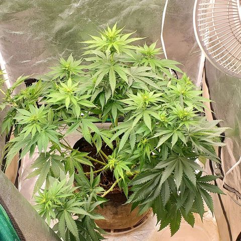 Unknown strain growlog timeline photo