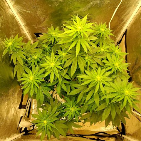 Unknown strain growlog timeline photo