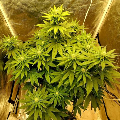 Unknown strain growlog timeline photo
