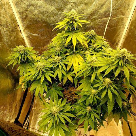 Unknown strain growlog timeline photo