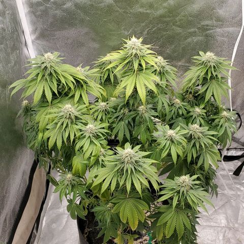 Unknown strain growlog timeline photo