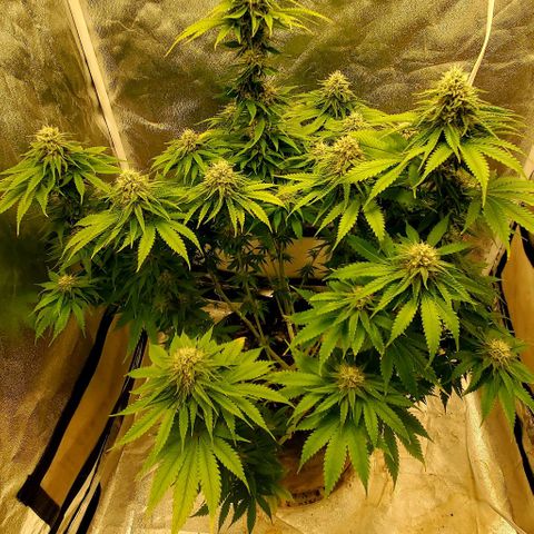 Unknown strain growlog timeline photo