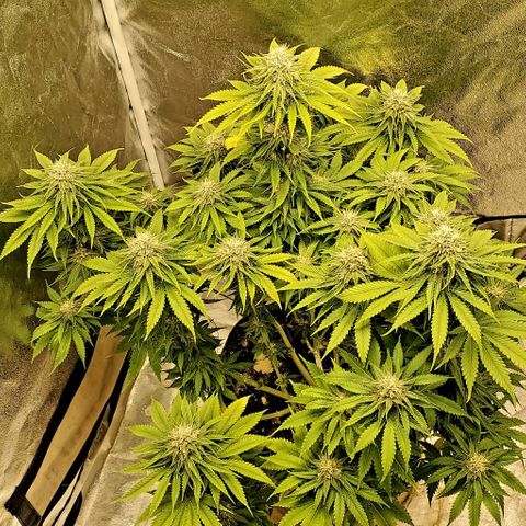 Unknown strain growlog timeline photo