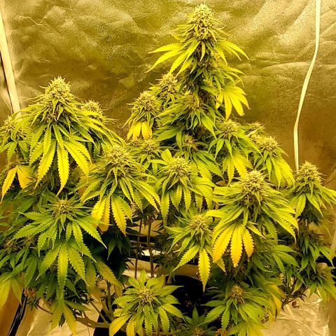Unknown strain growlog timeline photo