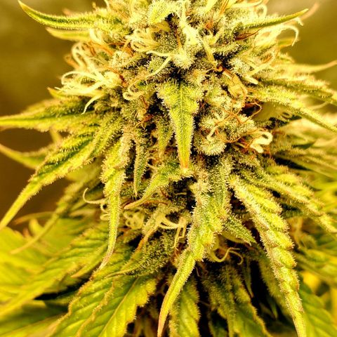 Unknown strain growlog timeline photo