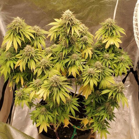 Unknown strain growlog timeline photo