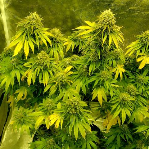 Unknown strain growlog timeline photo