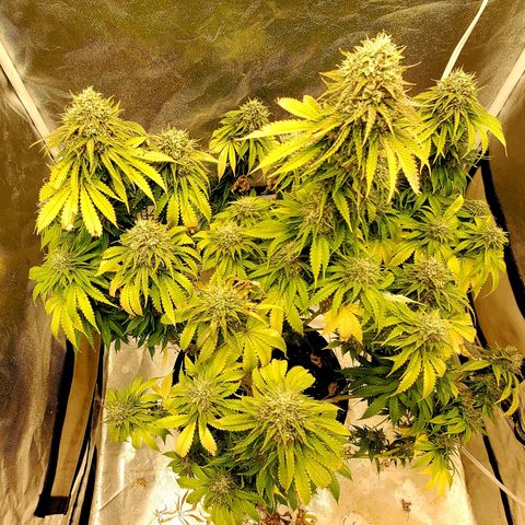 Unknown strain growlog timeline photo