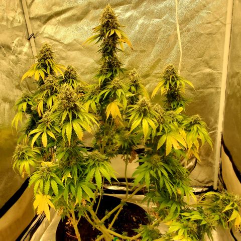 Unknown strain growlog timeline photo