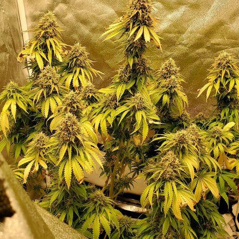 Unknown strain growlog timeline photo
