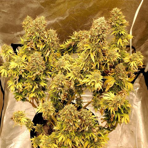 Unknown strain growlog timeline photo
