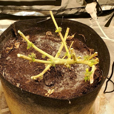 Unknown strain growlog timeline photo