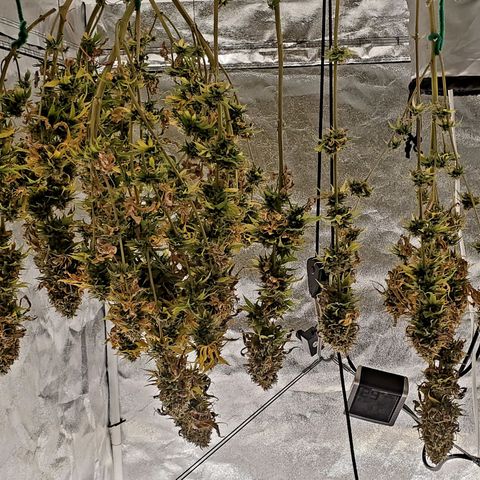 Unknown strain growlog timeline photo