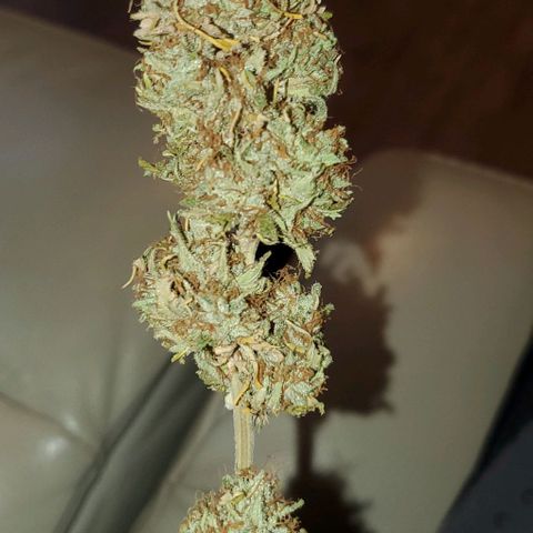 Unknown strain growlog photo: 112grams 