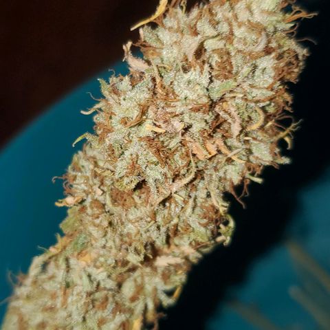 Unknown strain growlog photo: 112grams 