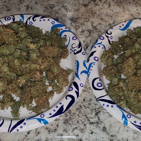 Unknown strain growlog photo: 112grams 