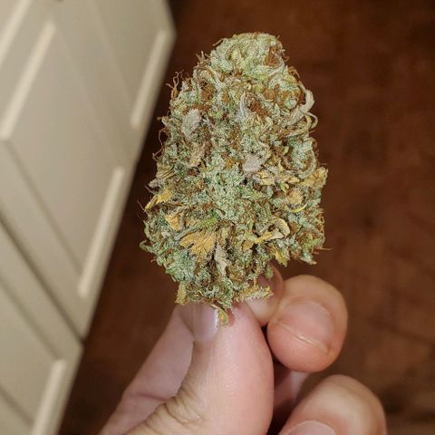 Unknown strain growlog photo: 112grams 