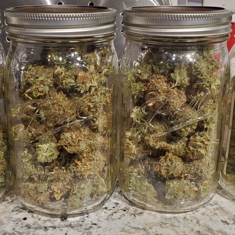 Unknown strain growlog photo: 112grams 