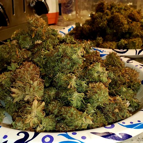 Unknown strain growlog photo: 112grams 
