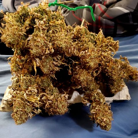 Unknown strain growlog photo: 112grams 
