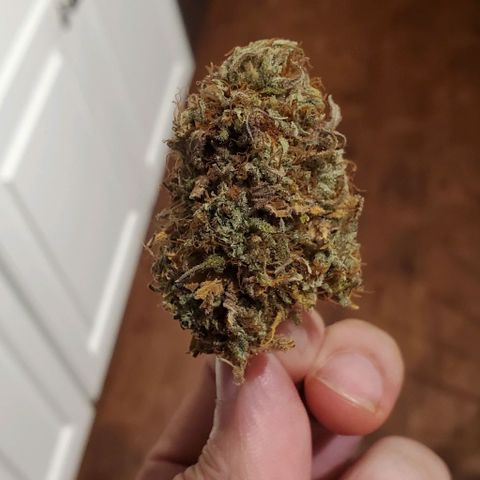 Unknown strain growlog photo: 112grams 