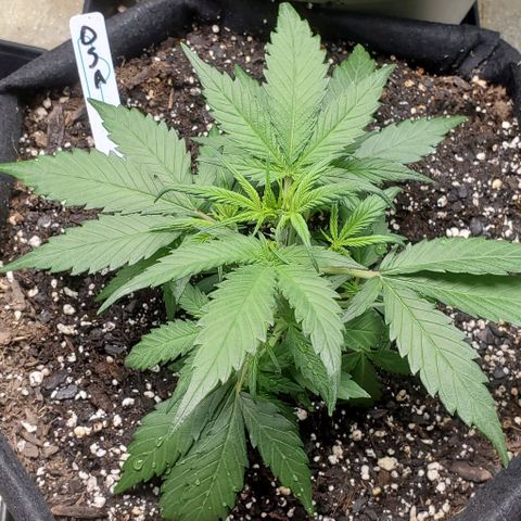 Orange Sherbet Auto growlog timeline photo