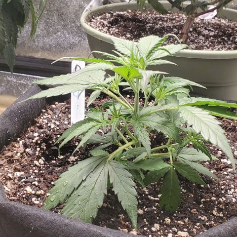 Orange Sherbet Auto growlog timeline photo