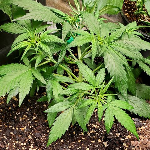 Orange Sherbet Auto growlog timeline photo