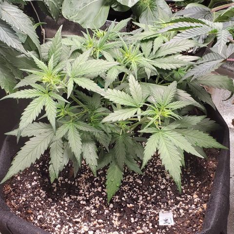 Orange Sherbet Auto growlog timeline photo