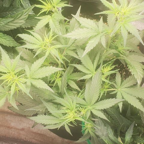 Orange Sherbet Auto growlog timeline photo
