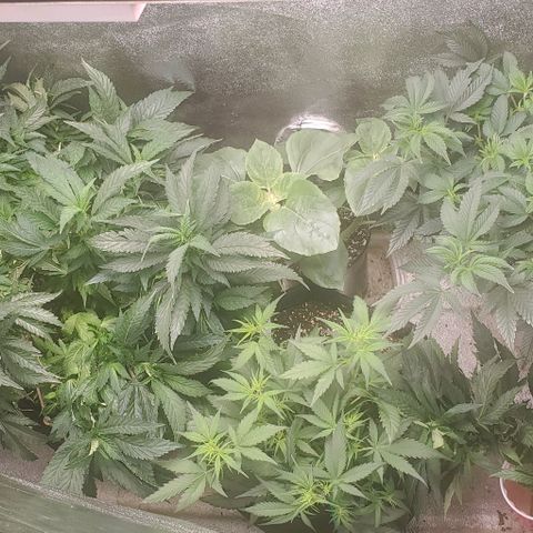 Orange Sherbet Auto growlog timeline photo