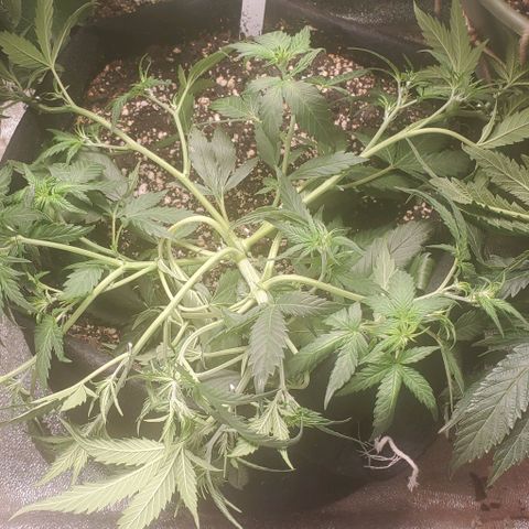 Orange Sherbet Auto growlog timeline photo