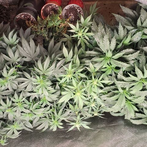Orange Sherbet Auto growlog timeline photo
