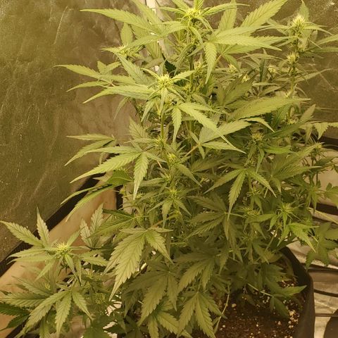 Orange Sherbet Auto growlog timeline photo