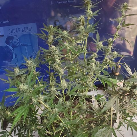 Orange Sherbet Auto growlog timeline photo