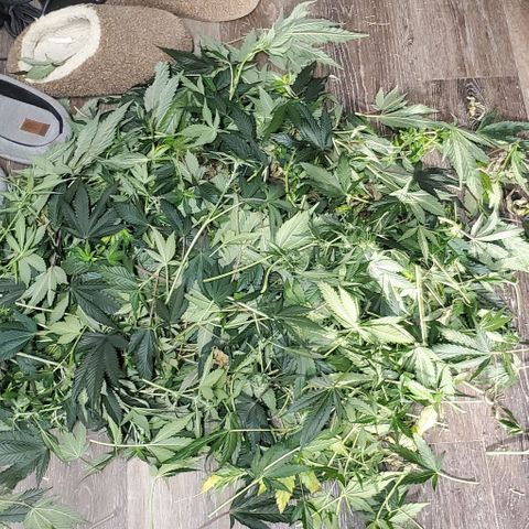 Orange Sherbet Auto growlog timeline photo