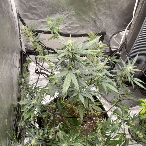 Orange Sherbet Auto growlog timeline photo