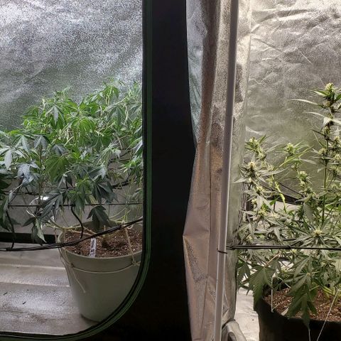 Orange Sherbet Auto growlog timeline photo